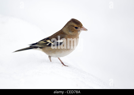 Fringuello, Fringilla coelebs, unica donna nella neve, Warwickshire, Febbraio 2012 Foto Stock