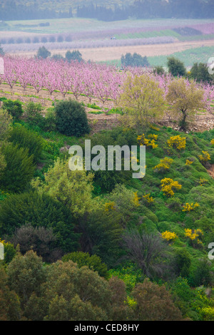 Israele, Galilea superiore, Metula, alberi da frutto dalla frontiera con il Libano, la primavera Foto Stock