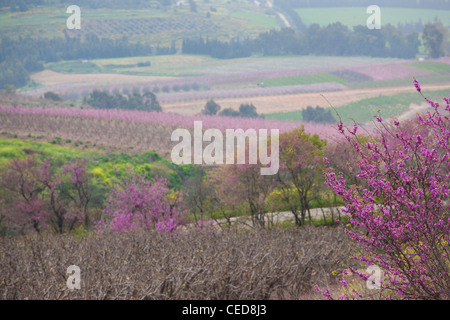 Israele, Galilea superiore, Metula, alberi da frutto dalla frontiera con il Libano, la primavera Foto Stock