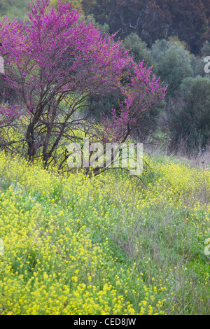 Israele, Galilea superiore, Metula, alberi da frutto dalla frontiera con il Libano, la primavera Foto Stock