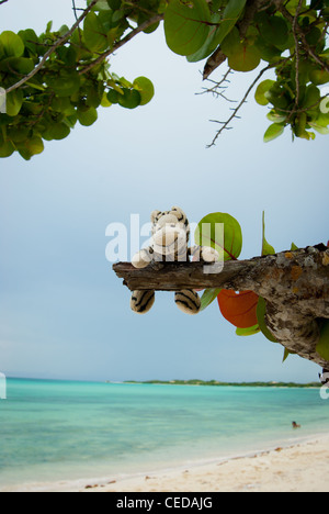 Giocattolo morbido tiger su un albero con Playa del Flamenco in background , isola di Cayo Coco, Ciego de Avila provincia, Cuba Foto Stock