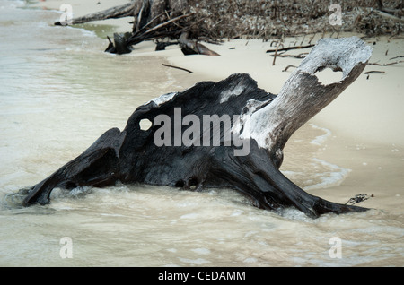 Playa del Flamenco , isola di Cayo Coco, Ciego de Avila provincia, Cuba Foto Stock