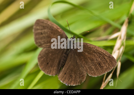 Il marrone scuro Ringlet farfalla o Aphantopus hyperantus seduto su erba lunga vicino alla strada Foto Stock