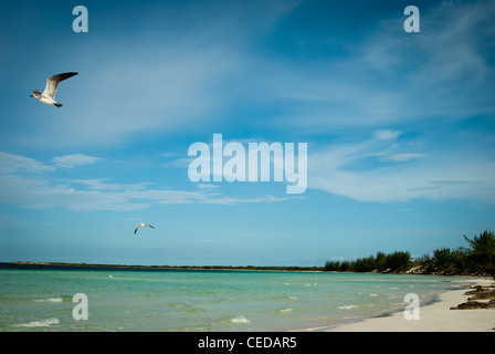 Gabbiani sorvolano Playa Pilar Cayo Guillermo Foto Stock