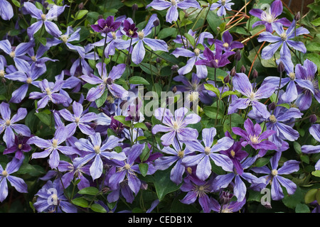 Blu lilla clematis fiori nel giardino su una parete in estate Foto Stock