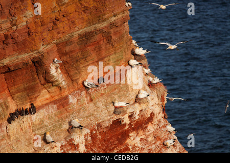 Sule sulla roccia di uccello sul Mare del nord Isola Helgoland alla luce del tramonto (latino: Rissa tridactyla); Basstölpel auf Helgoland Foto Stock