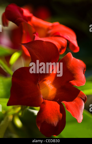 Splendida fioritura rossa dipladenia o mandevilla fiori in estate il sole Foto Stock