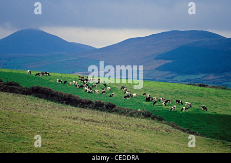 Il pascolo di bestiame in un pascolo sulla penisola di Dingle nella Contea di Kerry, Irlanda. Foto Stock