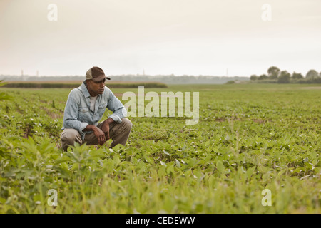 African American Farmer guardando le colture in campo Foto Stock