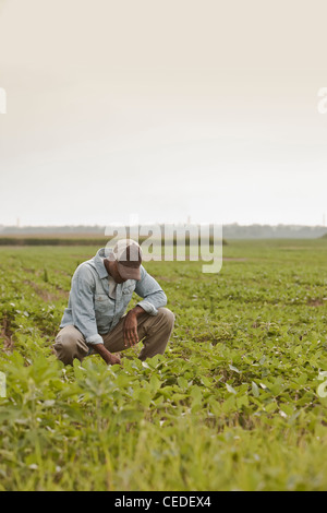 African American Farmer guardando le colture in campo Foto Stock