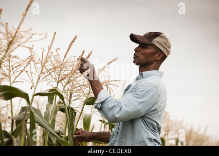 African American Farmer tendendo le colture Foto Stock