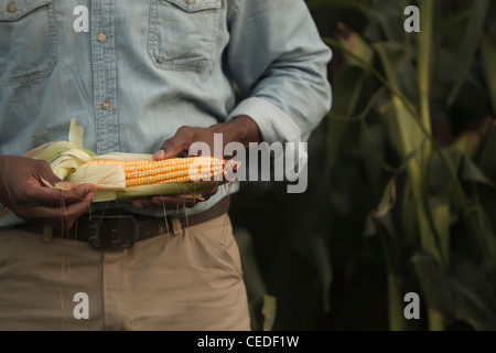 African American Farmer guardando al raccolto di mais Foto Stock