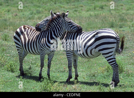 Zebre necking, Parco Nazionale Kruger, Mpumalanga Provincia, Repubblica del Sud Africa Foto Stock