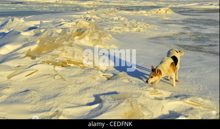 Un cane in inverno. Il cane va su cumuli di neve e odora le tracce. Foto Stock