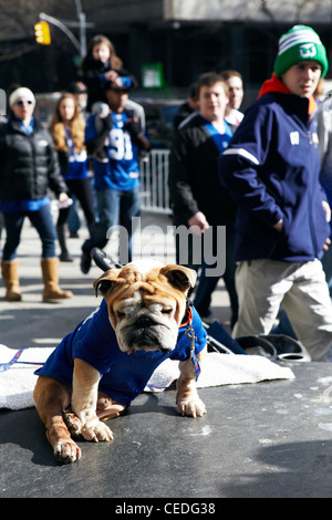 Cane a Ticker tape parade, New York Foto Stock