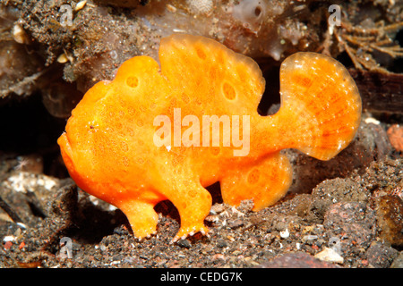 Una luce arancione brillante Bambino dipinta pesce rana, Antennarius pictus Foto Stock