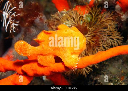 Rana pescatrice verniciato, Antennarius pictus. Bambino arancione Foto Stock