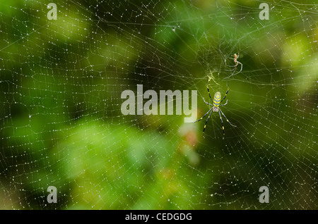 Femmina e maschio di una seta dorata orb-Weaver, nephila clavata sulla sua rete Foto Stock