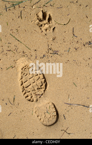 Stampa di scarpa e paw stampa sulla spiaggia Foto Stock