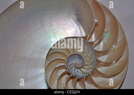 Europa, Regno Unito, Cheshire, shell nel profilo Foto Stock