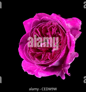 Studio fotografico di un viola rose fiore nella parte posteriore in nero Foto Stock
