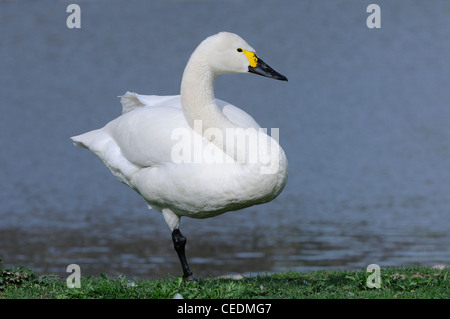 Bewick's Swan (Cygnus columbianus) in piedi su una gamba di appoggio unipedal, Slimbridge, REGNO UNITO Foto Stock