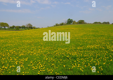 Campo del Comune di fiori di tarassaco (Taraxacum officinale) Oxfordshire, Regno Unito Foto Stock