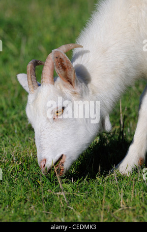 White capra domestica, alimentando sui pascoli, Oxfordshire, Regno Unito Foto Stock