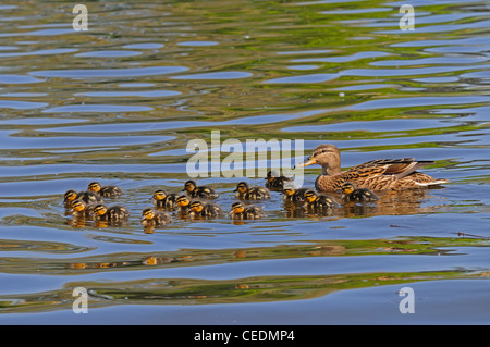 Il germano reale (Anas platyrhynchos) anatra femmina nuoto con quindici pulcini, il fiume Tamigi, Berkshire Foto Stock