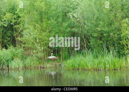 Cigno (Cygnus olor) seduto sul nido a bordo del bosco, Kent, Regno Unito Foto Stock