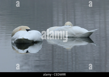 Cigno (Cygnus olor) coppia addormentato insieme sull'acqua, Oxfordshire, Regno Unito Foto Stock