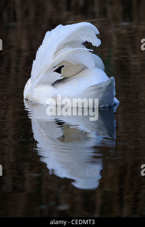 Cigno (Cygnus olor) adulto preening sull'acqua, Oxfordshire, Regno Unito Foto Stock