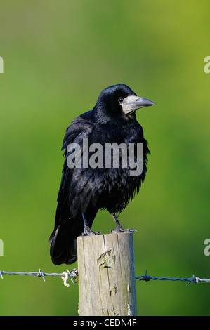 Rook (Corvus frugilegus) arroccato su palo da recinzione, Oxfordshire, Regno Unito Foto Stock