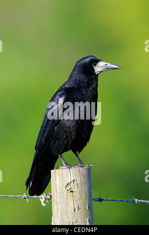 Rook (Corvus frugilegus) arroccato su palo da recinzione, Oxfordshire, Regno Unito Foto Stock