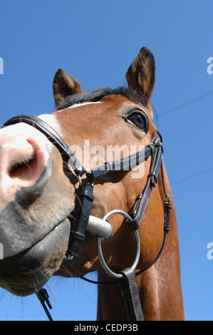 Testa di cavallo con briglia sul, basso angolo di visione Foto Stock