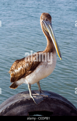 Il Perù, Paracas riserva nazionale, Lagunillas villaggio di pescatori, pellicano peruviana (Pelecanus thagus) appollaiate su vecchio pneumatico Foto Stock
