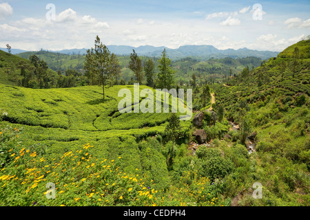 Vista dal trenino panoramico attraverso le Highlands Centrali, con le sue colline e le piantagioni di tè, vicino a Nuwara Eliya, Sri Lanka, Asia Foto Stock