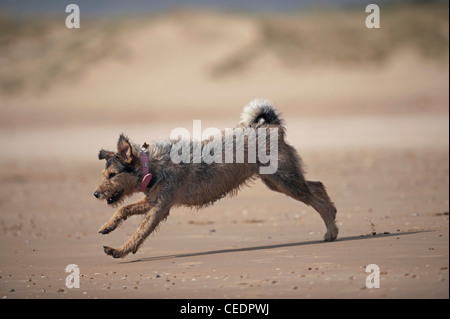 Mongrel cane che corre sulla spiaggia Foto Stock