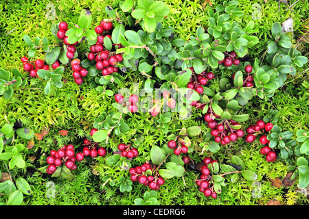 Tappeto Whortleberry. Vista ravvicinata del campo cowberry con un sacco di bacche rosse e verdi foglie Foto Stock