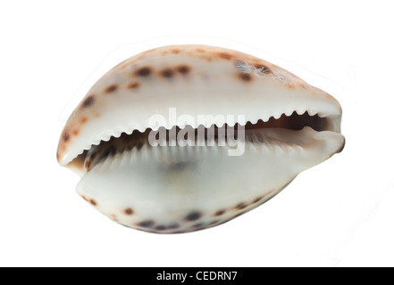 Mare cockleshell. Foto Stock