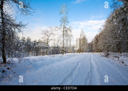 Coperta di neve i campi e foreste di Holmbury Hill, a est di Guildford, Surrey Hills. Regno Unito Foto Stock