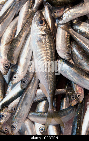 L'Italia, Veneto, Venezia, sardine a Rialto Mercato del pesce Foto Stock