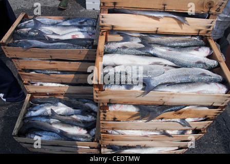L'Italia, Emilia Romagna, Porto Garibaldi, pesce fresco in casse Foto Stock