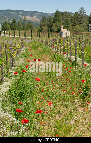 Stati Uniti, California, Napa Valley, Calistoga, Castello di Amorosa vigna