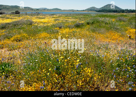 Stati Uniti, California, San Diego County, Cuyamaca Rancho parco dello stato Foto Stock