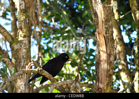 La Fuligginosa Tordo (Turdus nigrescens) Foto Stock