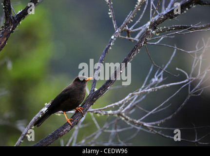 La Fuligginosa Tordo (Turdus nigrescens) Foto Stock