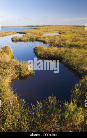 Il Flow Country o Peatlands a Forsinard, Sutherland, Scozia. Foto Stock