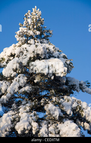 Coperta di neve i campi e foreste di Holmbury Hill, a est di Guildford, Surrey Hills. Regno Unito Foto Stock