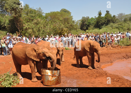 Gli elefanti al David Sheldrick Wildlife Trust. Nairobi, Kenya Foto Stock